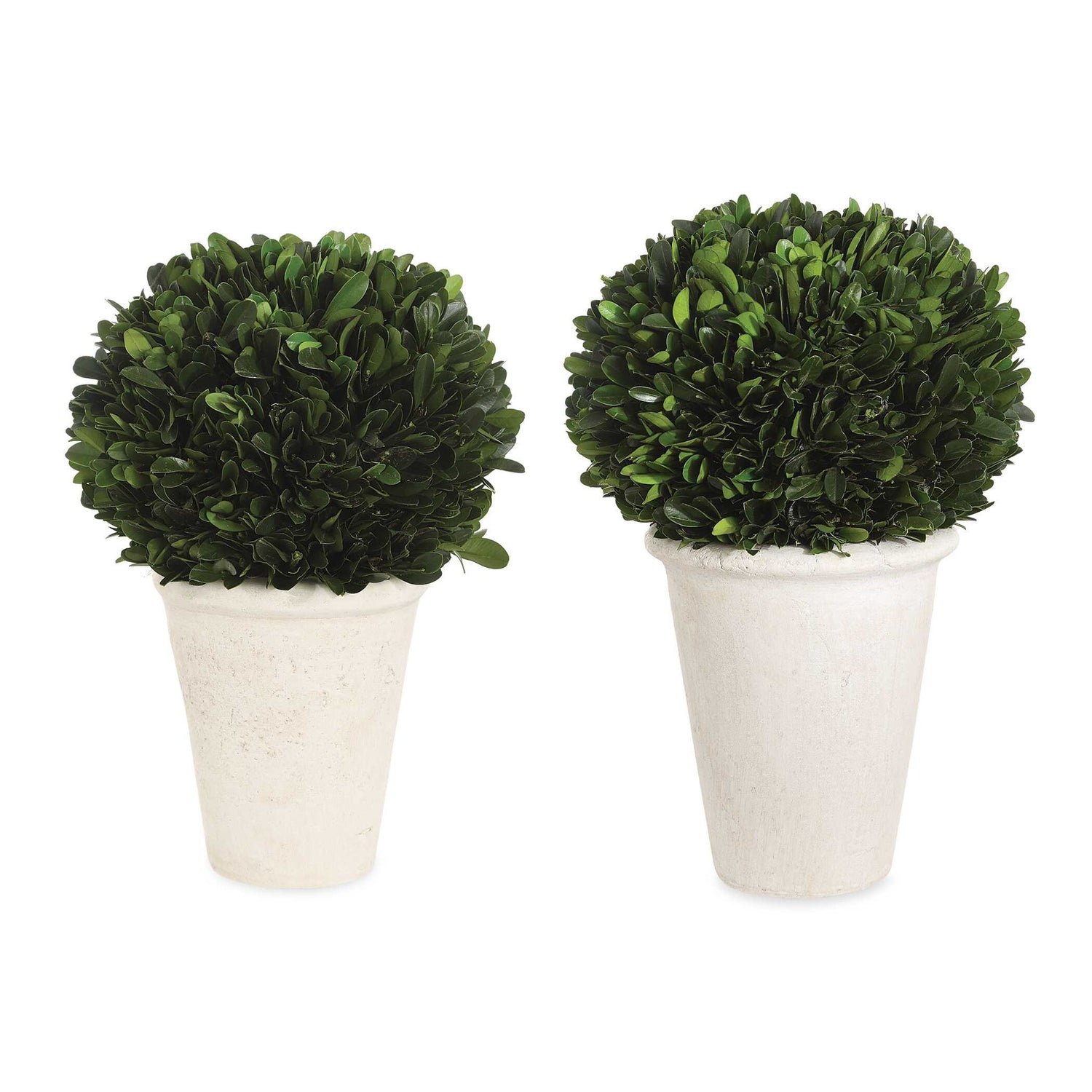 Preserved Boxwood - Domes (Set of 2) - Green