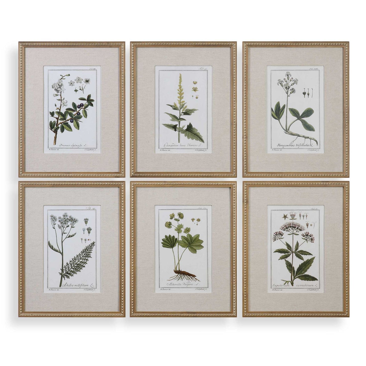 Green Floral Botanical Study - Prints (Set of 6) - Green